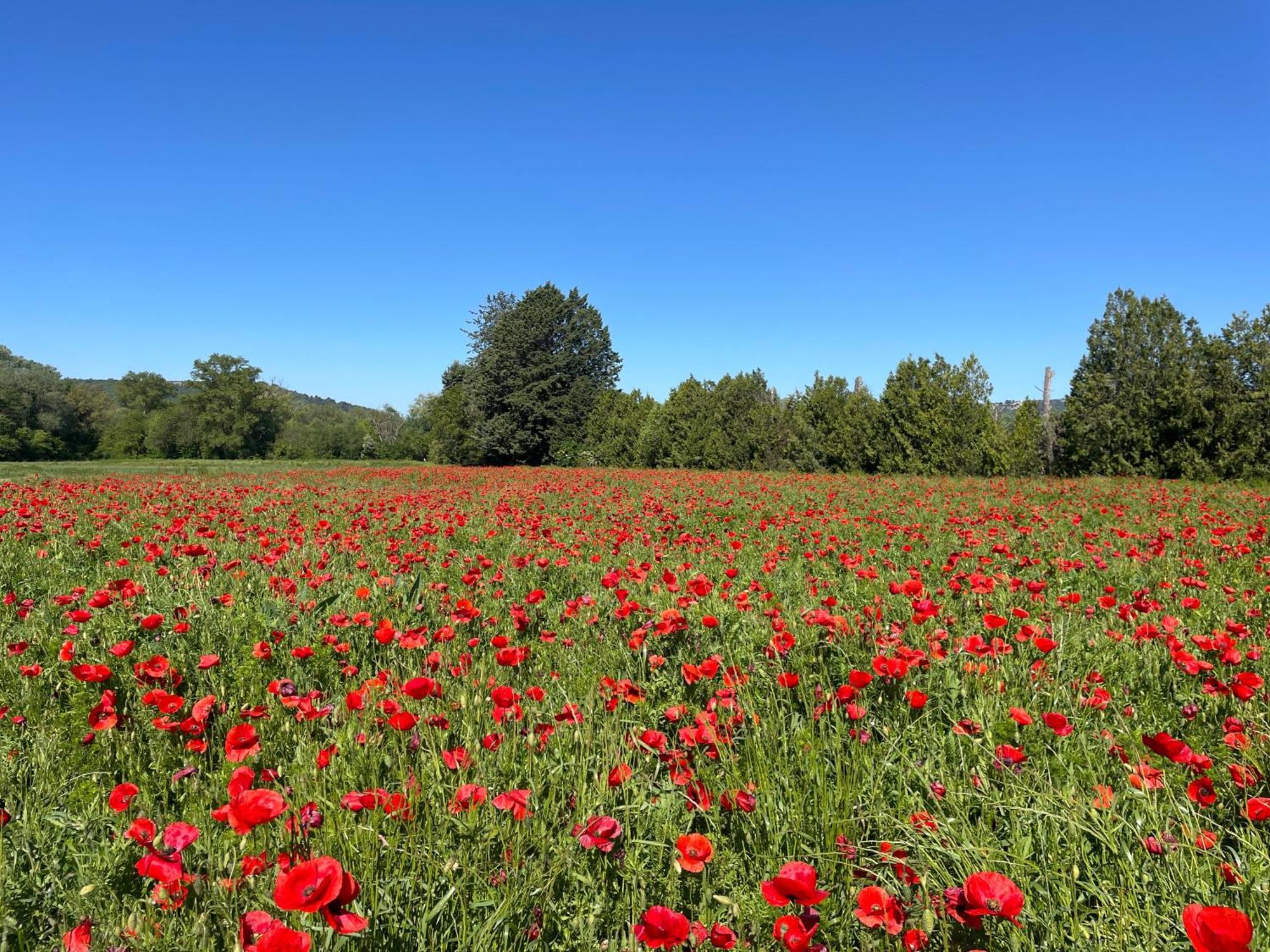 O Coeur Des Ocres Appartement Roussillon en Isere Buitenkant foto